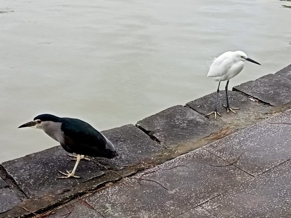 大湖公園《門庭若市》1903729