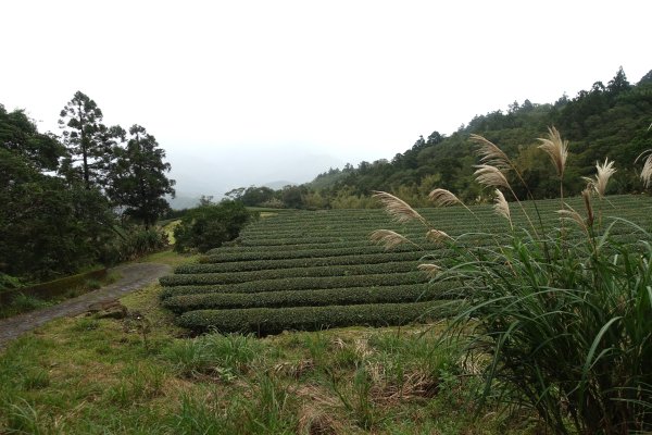 獅公髻尾山3086298