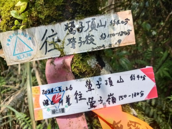 雙溪區鶯子頂山-950峰-鶯子嶺去回3033893