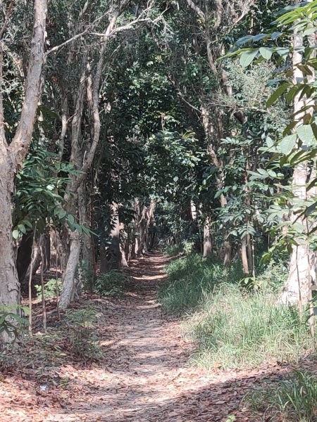 西瓜山森林步道(虎山森林步道)1272334