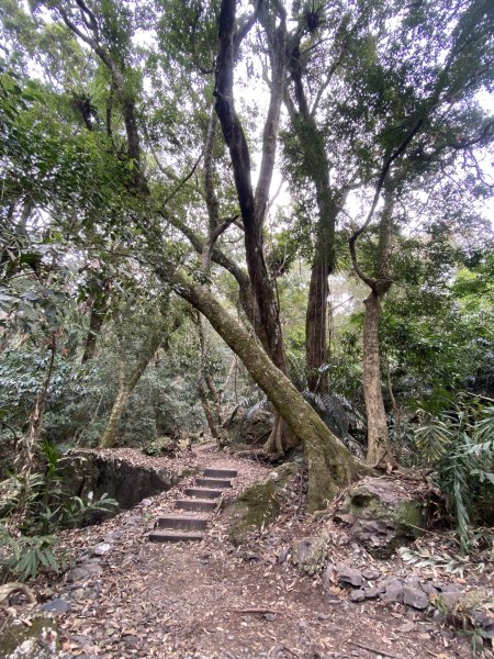 《雪山坑登山步道｜巨人之手森林秘境 Xueshankeng Hiking Trail & Giant2971083