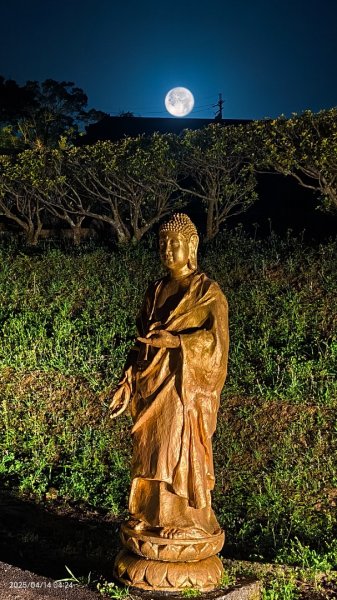 #翡翠水庫壩頂 #日出雲海 #火燒雲 #霞光 #月圓 #松月櫻 #鱷魚島雲海 4/14 & 162760615