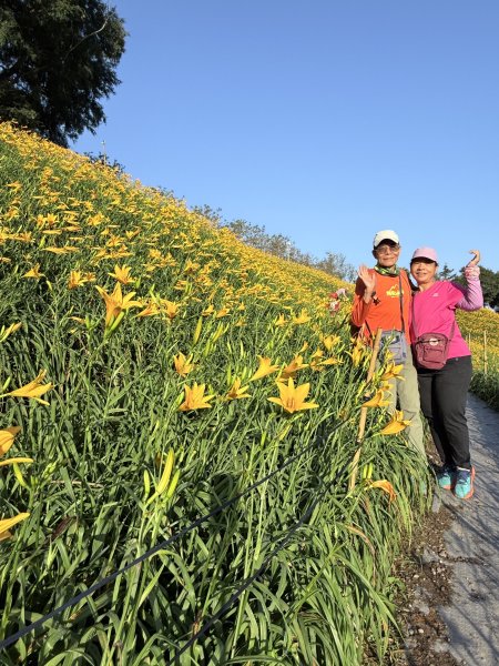 虎山巖賞金針花順撿基石    2025.5.142789440