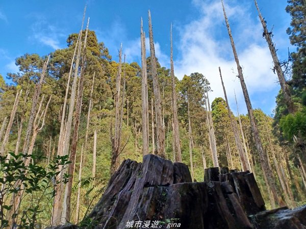 【南投。竹山】茶園竹林巨木櫻花景緻很美(四連峰)。 小百岳集起來。 編號54小百岳金柑樹山1624803