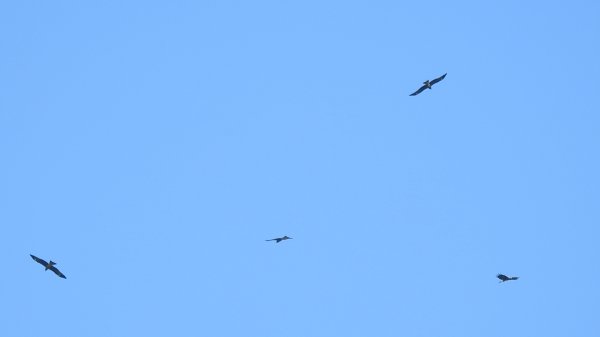 雲山水花鳥蝶 - 天龍國阿伯的日常7/18 & 21、22、292553930