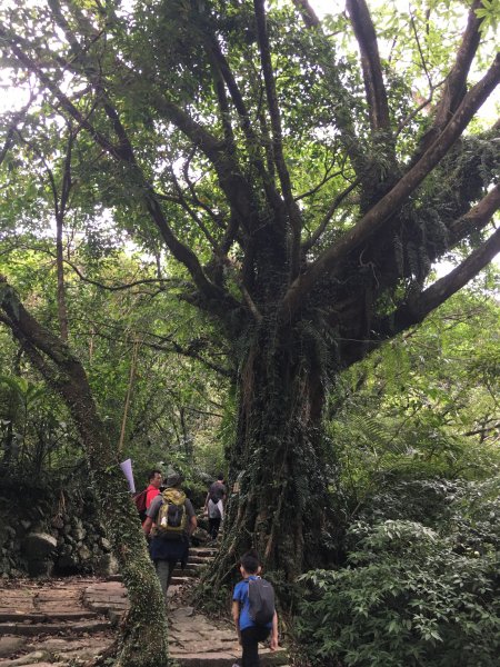 草嶺古道_桃源古大草原_大溪 縱走899819