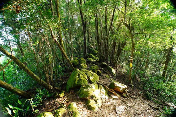 桃園 大溪 白石山、石厝坑山、石龜坑山3113819