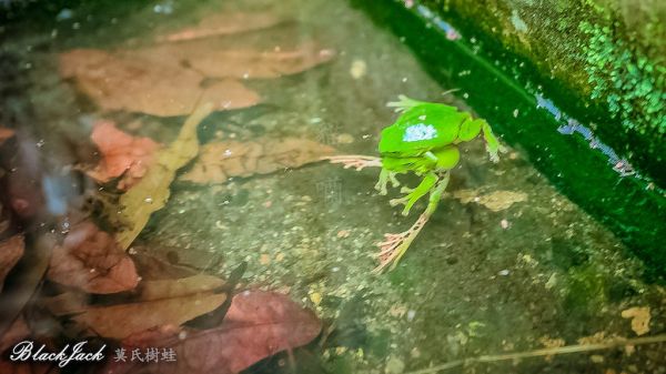 貓囒山的莫氏樹蛙293003