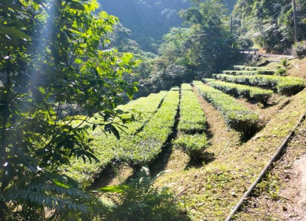烏來大桶山腳下“秘徑”…桂山路走到底2416354