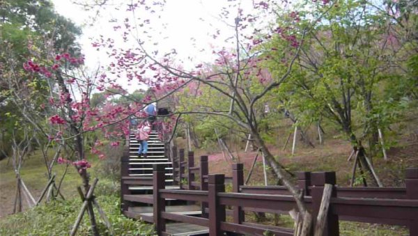 初一走春～樹林大棟山、靑龍嶺、大同山1268045