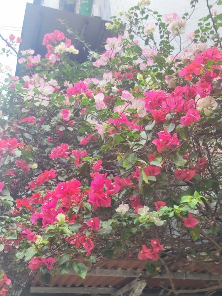 2026台北大縱走3014246