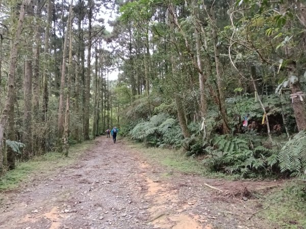 雙溪區石龜福德廟+坪溪古道+梗枋古道+叢雲山+叢雲山北峰+宜1縣縣界O型3019493