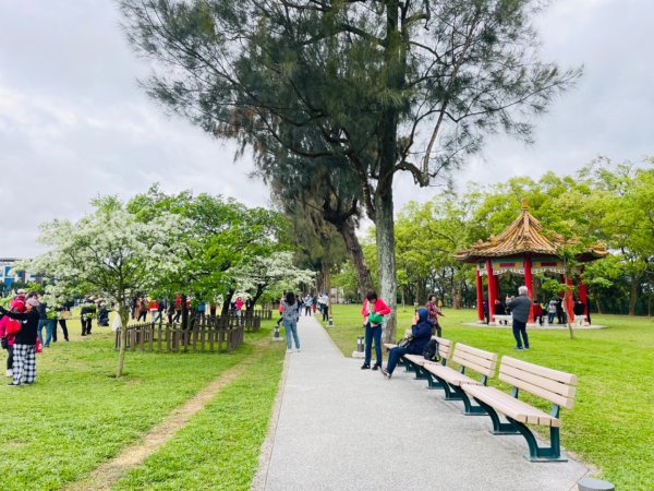 如夢似幻的四月雪-龍潭石管局-流蘇花盛開中2748625