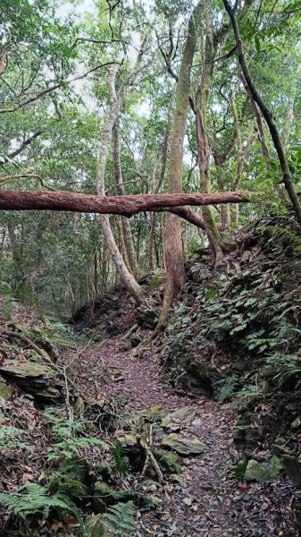 2025 12/27 鳴海山2971003