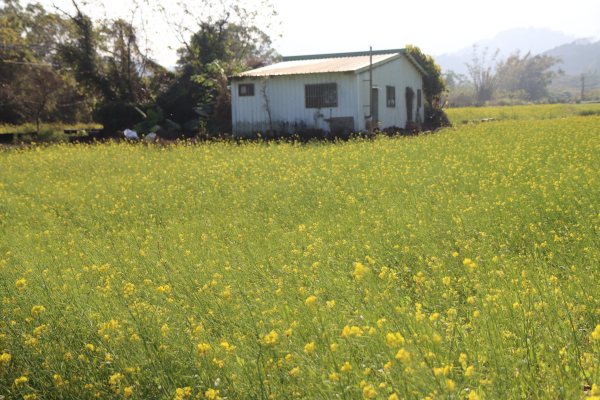 2025-02-04 橫山賞油菜花順遊內灣─衡山街二段→油菜花田→落羽松林→韓屋大埤→內灣老街→內灣大橋→槑齋→內灣吊橋