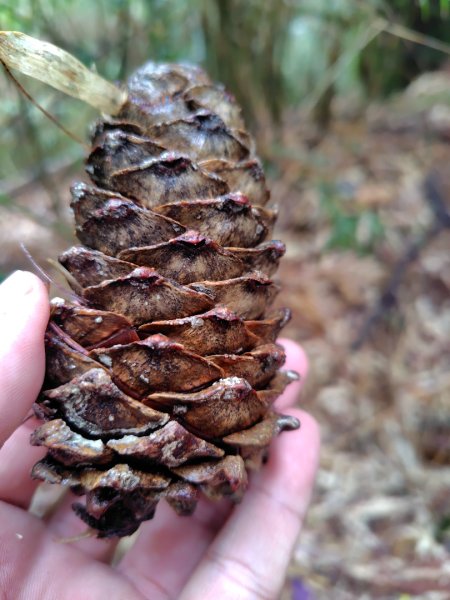 稍來小雪山國家步道、船型山、鞍馬山、鞍馬山東北峰、天池、雪山神木2799762
