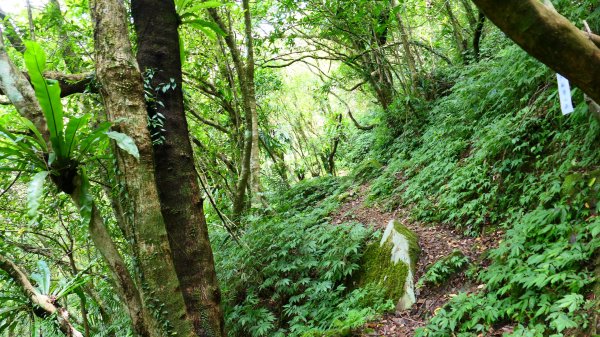 大湖尾,溪尾寮,藤寮坑古道2877516