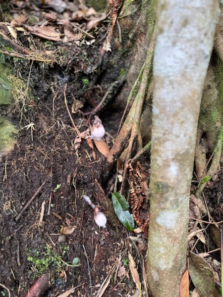 20250525_鳳凰山步道（南投小百岳）2855885