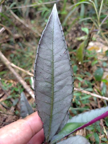 石盤坑 墘溪 橫屏山西峰 橫屏山2890698