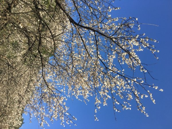 梅花撲鼻香2686608