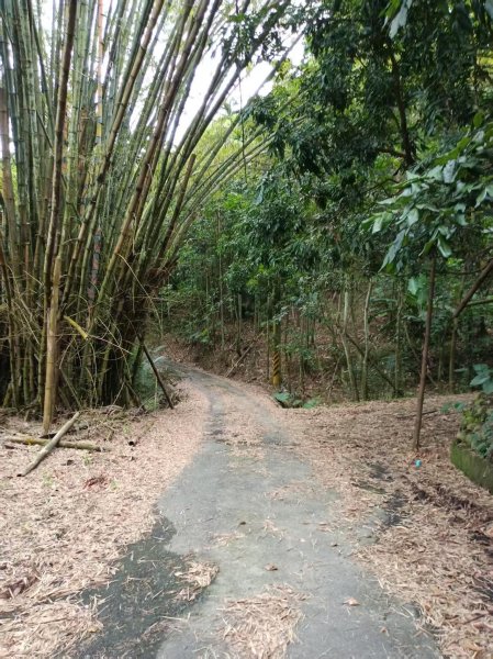 草屯「樹藤岩」台灣省政府圖根補點3131453