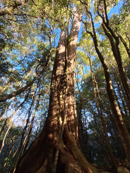 稍來神木+稍來山+稍來山南峰O型202412292678983