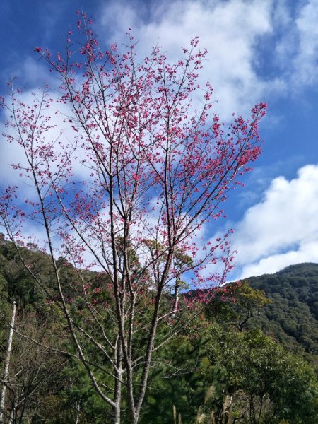 小百岳:李凍山1619208