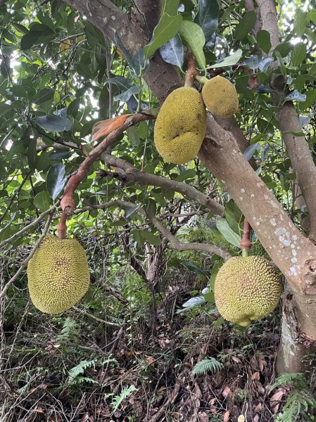 觀音山秘境2634077