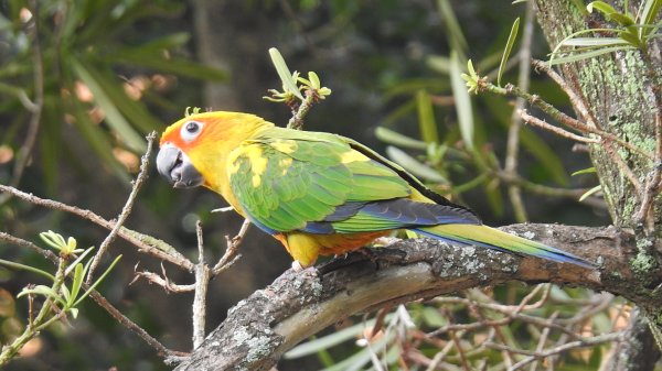 中正紀念堂-花鳥&大屯山雲海（山嵐）2/12703306
