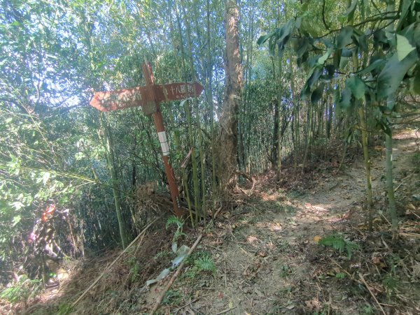 2025.10.18－微笑山線：【天上山系】望月亭桐花段2919571