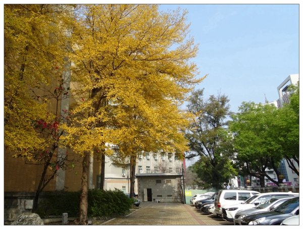 小葉欖仁/黃金雨1634895
