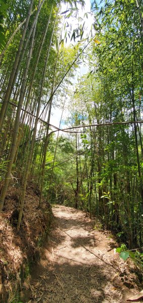 2024-07-06司馬庫斯巨木群步道2545743