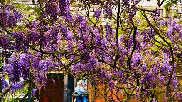 追花是簡單的快樂，賞花是恬淡的幸褔 4/32751442