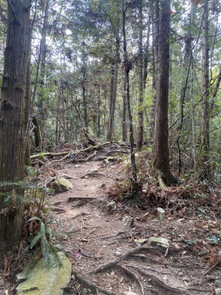 唐麻丹山3059706