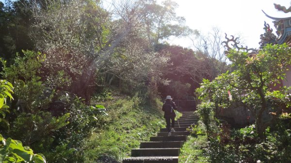 《台中》落雨松季｜石岡挑物古道O繞下情人木橋202501122687620