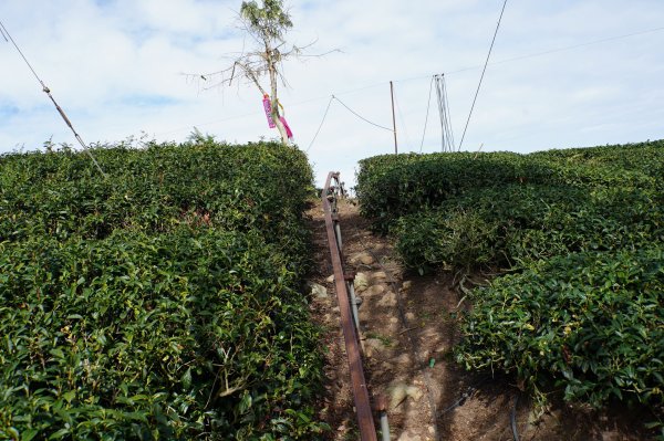 南投 鹿谷 龍鳳山、龍鳳峽山、三叉崙山、水桶寮山、內樹皮山、羊頭崙山、志騰山、竹崙山、溪頭山2962313