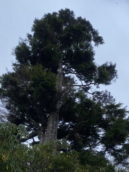 阿里山水山療癒步道3064235