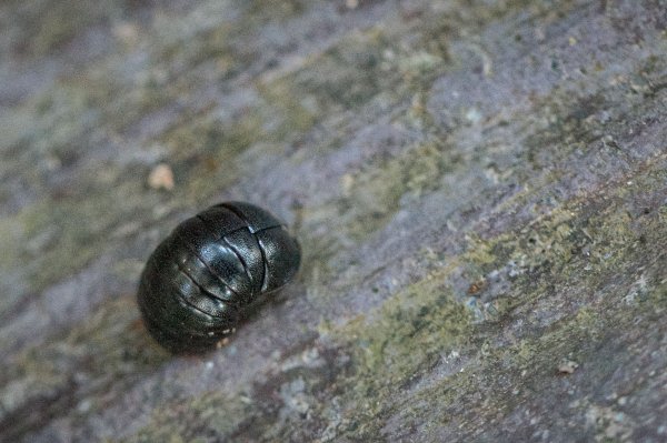 枕頭山古砲台歷史古道O型（含薑母島）2948461