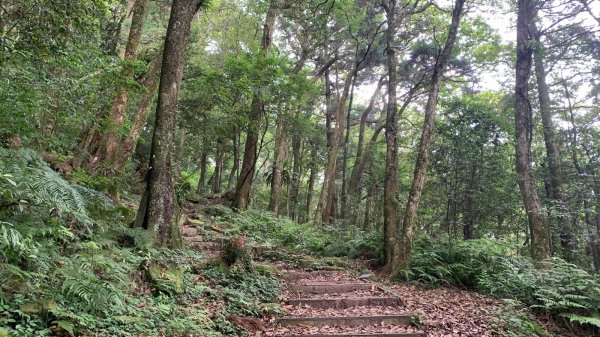 桃園東眼山2803727