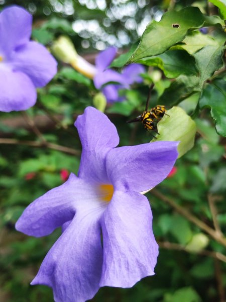 微笑山線之烘爐地土地公段2849192
