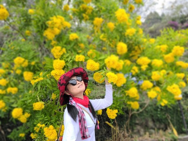 小百岳關刀山889m+銅鑼杭菊1924058