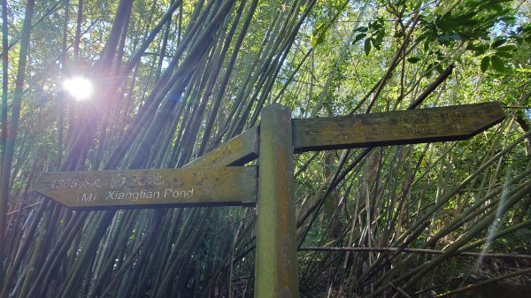 20260125 陽明山前後山健行(無極天元宮~山仔頂步道.向天池.向天山.面天山.二子坪)2997960