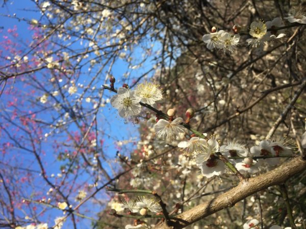 梅花撲鼻香2686613