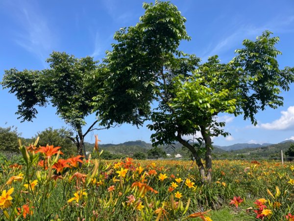 頭社活盆地2691011