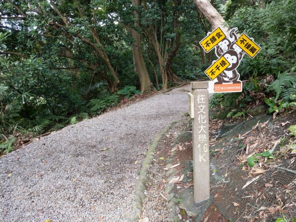 走天母水管路步道續登紗帽山828349