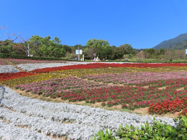 新北投［三層崎花海］（2024/2/12）2426952