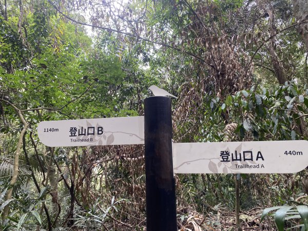 《雪山坑登山步道｜巨人之手森林秘境 Xueshankeng Hiking Trail & Giant2971080