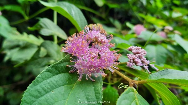 《彰化》西北雨後｜花壇大嶺巷步道群O繞202408242579759