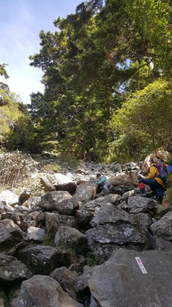 阿興阿賢勇闖巨石陣(玉山前峰)534758