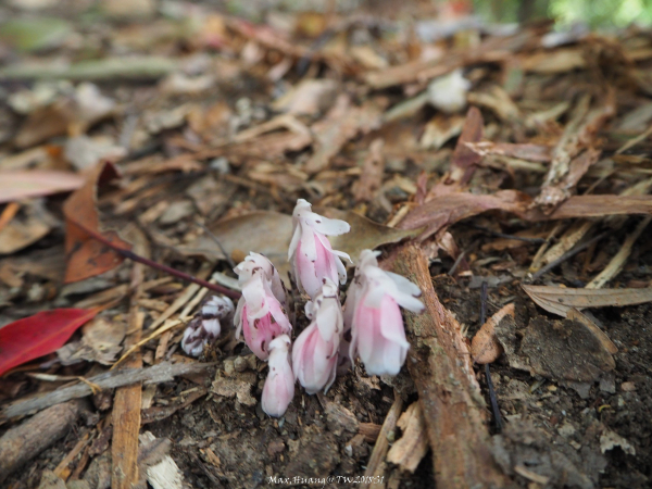《台中》谷關七雄｜唐麻丹山（松鶴線）